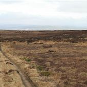 Bingley Moor