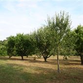 Shenley Park - Orchard