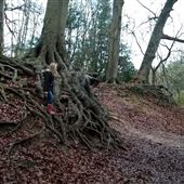 Rainbow Woods - Free Fields