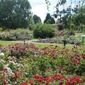 Royal National Rose Society Gardens