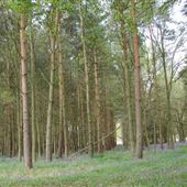 Knebworth House - Deer park, Childrens Play Area and Stables