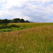 Mount Edgcumbe Deer Park