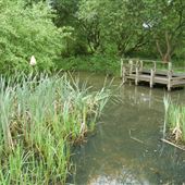 River Medway - Yalding Fen Local Wildlife Site