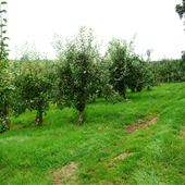 Downingbury Farm