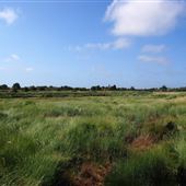 Long Rock and Swalecliffe - Whitstable Spit