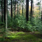 Abbeyford Woods
