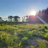 Wilding Wood Farm