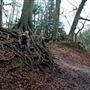 Rainbow Woods - Free Fields