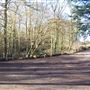 Whippendell Woods