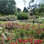 Royal National Rose Society Gardens