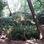 Jays Wood