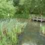 River Medway - Yalding Fen Local Wildlife Site