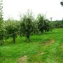 Downingbury Farm