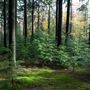 FE - Abbeyford Woods