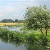 Nene Park