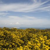 NT - Ventnor Park