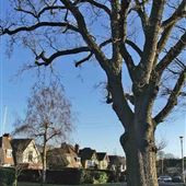 Cuffley Village