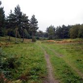 MOD Training Areas Kent - Mereworth Forest