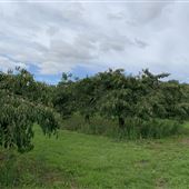 Plum Farm