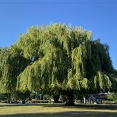 Central Park