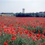 Trimley Marshes
