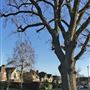 Cuffley Village