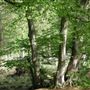 Knebworth House - Woodland