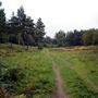 MOD Training Areas Kent - Mereworth Forest