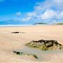 Fistral Beach