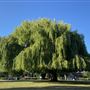 Central Park