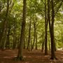 Thorndon Country Park, Brentwood