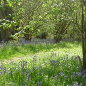 Bramingham Wood