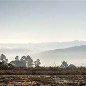 Ashdown Forest