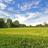 Field View