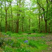 Hockley Woods