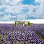 Lavender farm