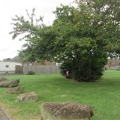 Welbeck Green
