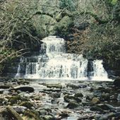 Cotter Force