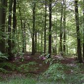 FC - Dalby Forest, North Yorkshire