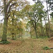 High Wood