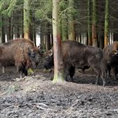 Wildwood Trust