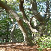 Perry Wood