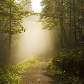 Sherwood Forest