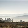 Ashdown Forest