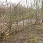 Wren's Nest National Nature Reserve