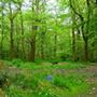 Hockley Woods