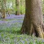 Headley Warren Nature Reserve