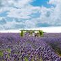 Lavender farm