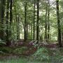 FE - Dalby Forest, North Yorkshire