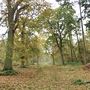 High Wood